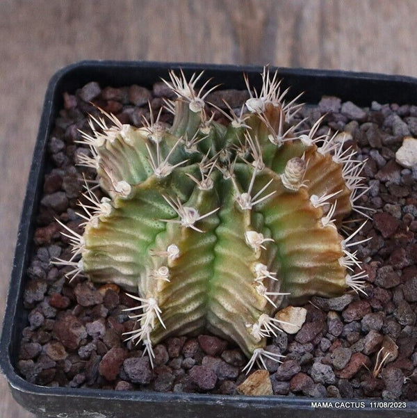 GYMNOCALYCIUM MIHANOVICHII
