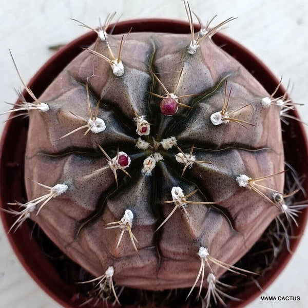 GYMNOCALYCIUM MIHANOVICHII VARIEGATED