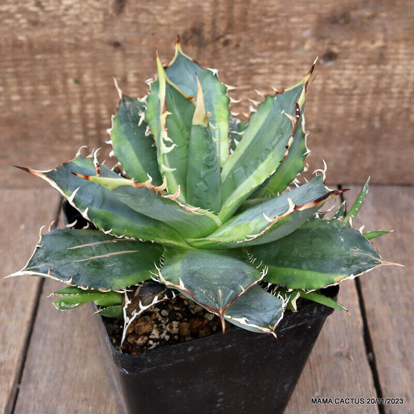 AGAVE TITANOTA VARIEGATED