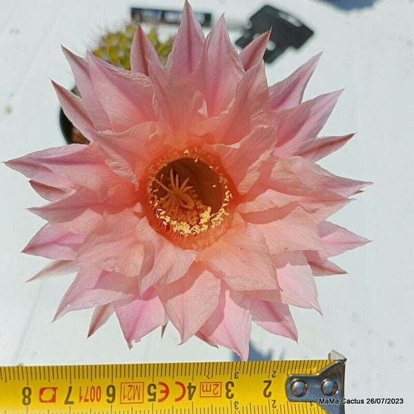 Flower  MaMa Cactus