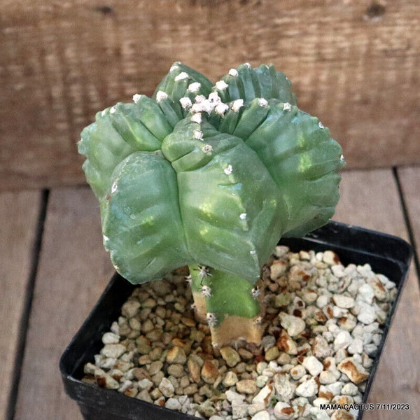 ASTROPHYTUM MYRIOSTIGMA KIKKO GRAFTED