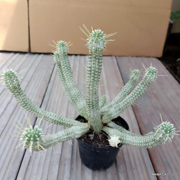 EUPHORBIA MAMMILLARIS VARIEGATED ctus