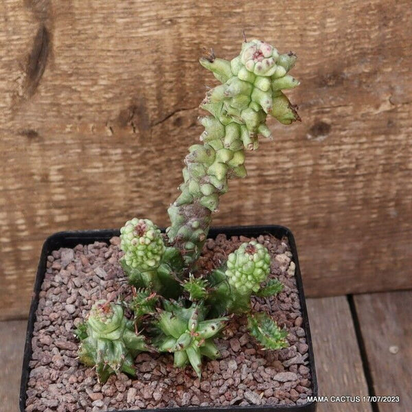 EUPHORBIA HORRIDA MONSTER