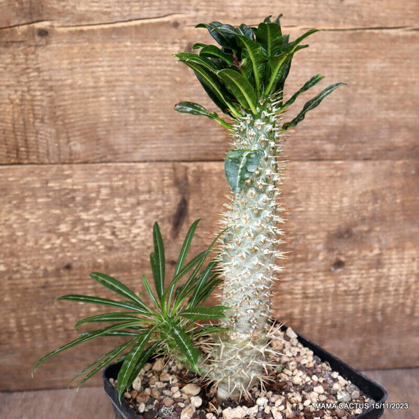 A6853 PACHYPODIUM LAMEREII MONSTER GRAFTED pot14-H22-W8 cm MaMa Cactus