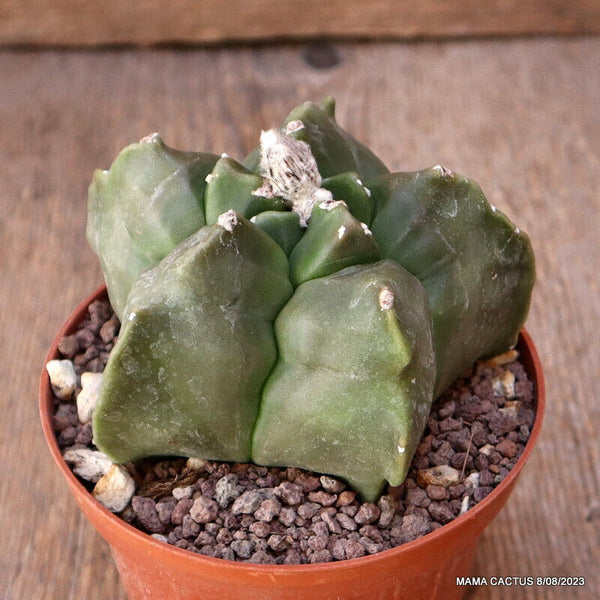 ASTROPHYTUM MYRIOSTIGMA NUDUM KIKKO