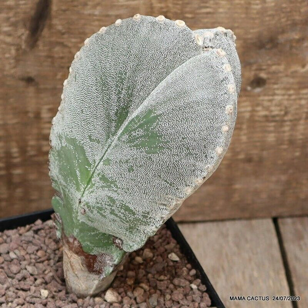 ASTROPHYTUM MYRIOSTIGMA TRICOSTATUM