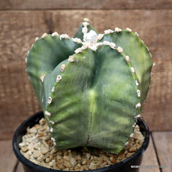 ASTROPHYTUM MYRIOSTIGMA KIKKO GRAFTED