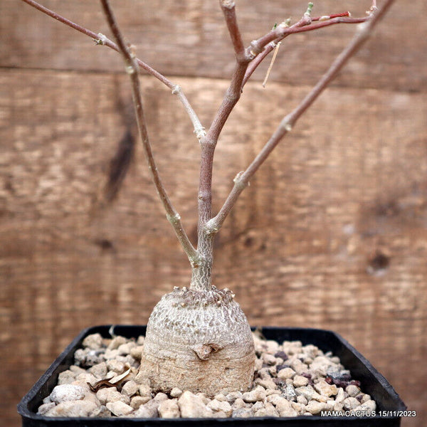 FOCKEA EDULIS
