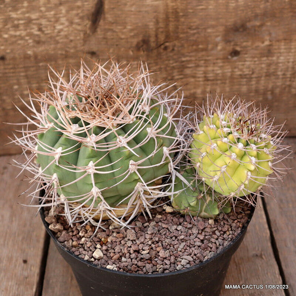 GYMNOCALYCIUM WESSIANUM LAN 485