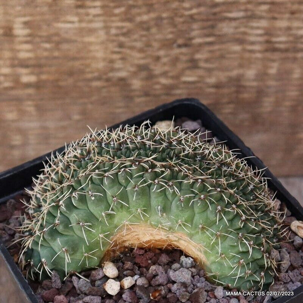 GYMNOCALYCIUM BALDIANUM CRESTED