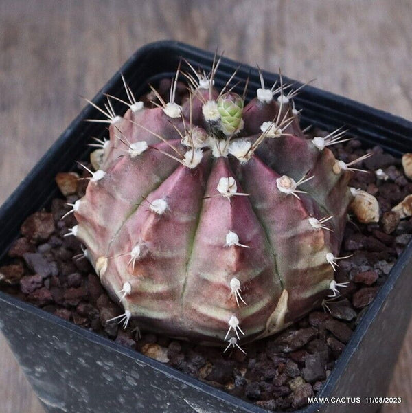 GYMNOCALYCIUM MIHANOVICHII