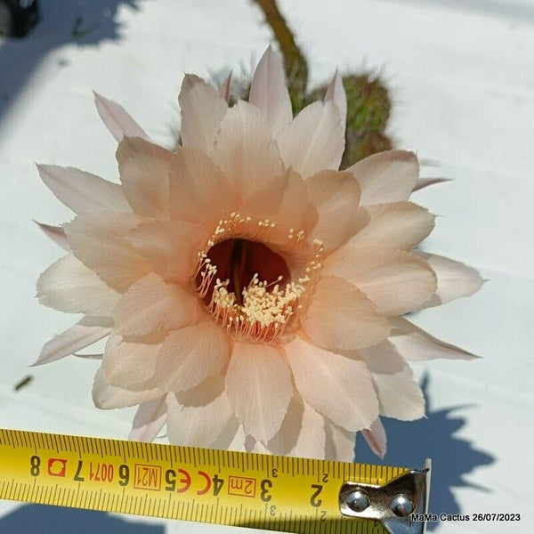 Flower  MaMa Cactus