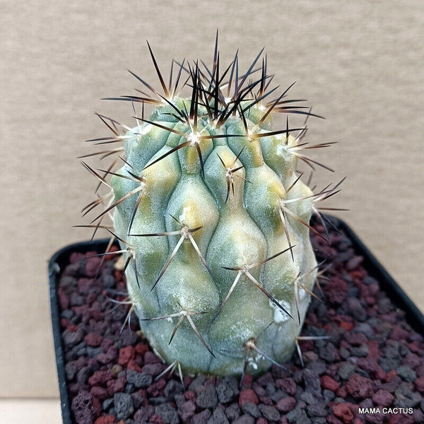 COPIAPOA MOLLICULA