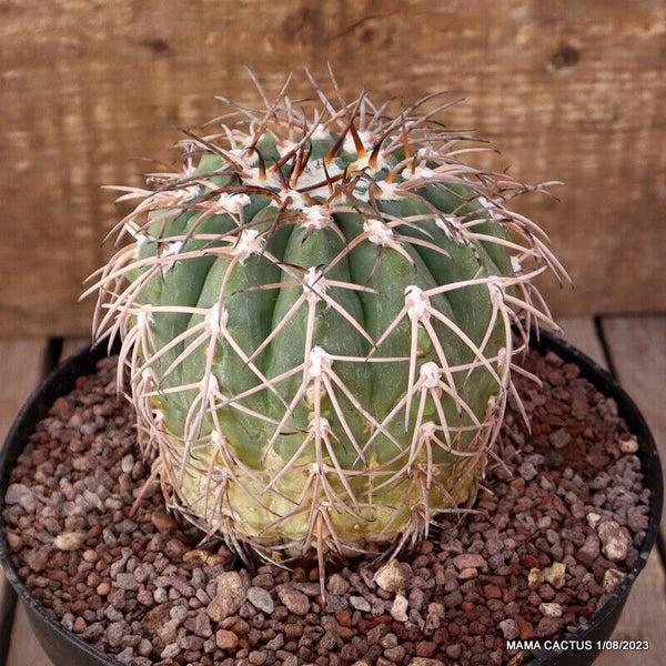 GYMNOCALYCIUM SPEGAZZINII