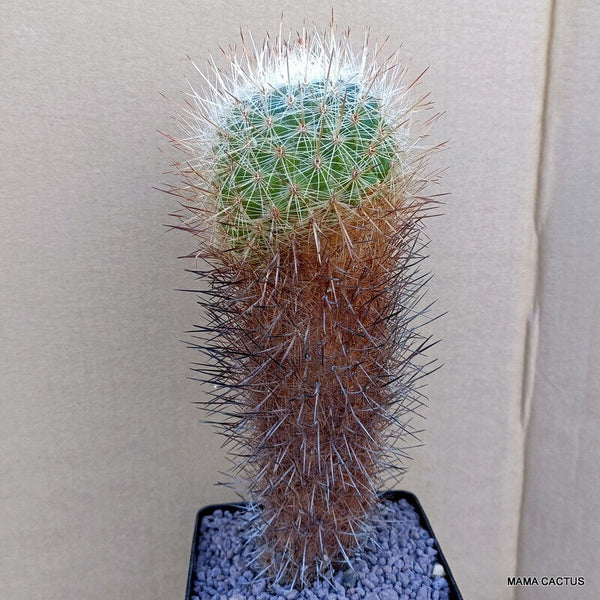 A7799 THELOCACTUS CONOTHELOS V. ARGENTEUS pot 12 cm H 23 cm W 9 cm MaMa Cactus