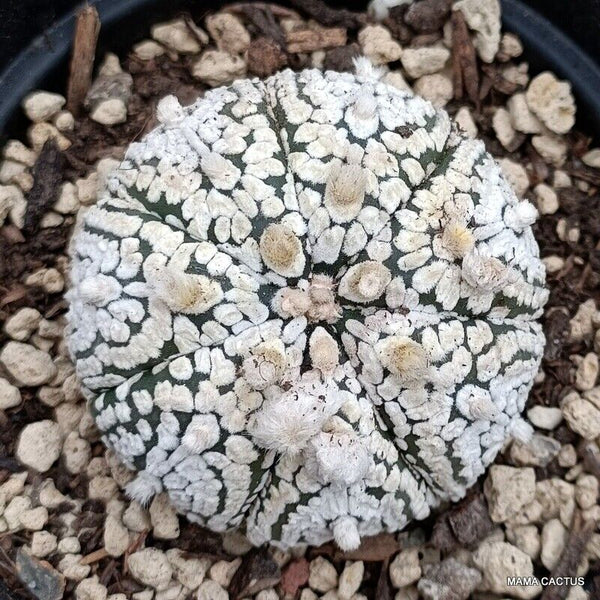 ASTROPHYTUM SUPER KABUTO SNOW