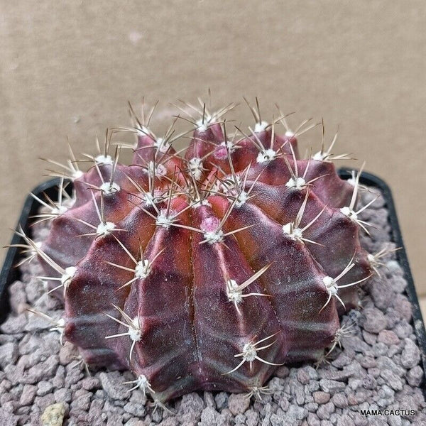 GYMNOCALYCIUM MIHANOVICHII VARIEGATED