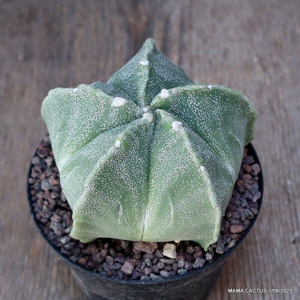 ASTROPHYTUM MYRIOSTIGMA FUKURYU