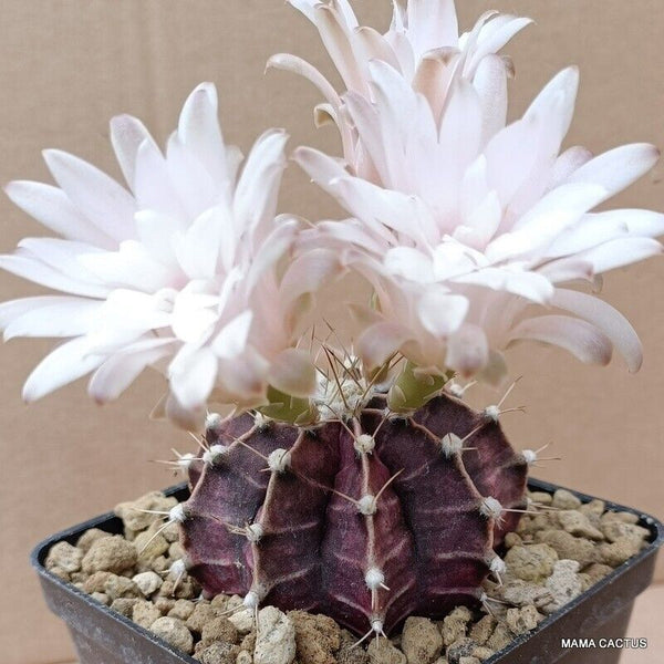 GYMNOCALYCIUM MIHANOVICHII