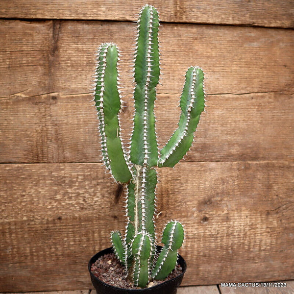 EUPHORBIA POLYACANTHA