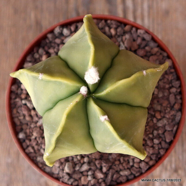 ASTROPHYTUM MYRIOSTIGMA NUDUM