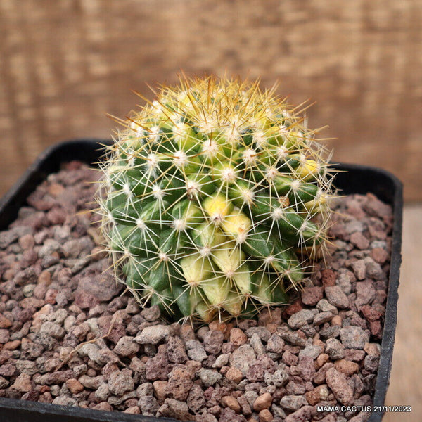MAMMILLARIA MARKSIANA VARIEGATED