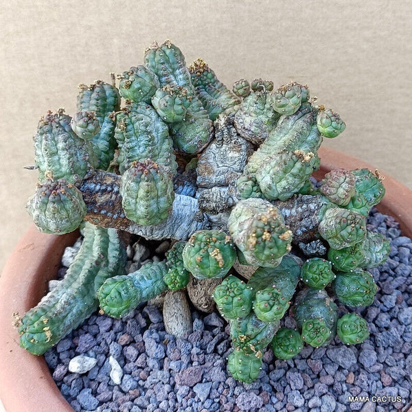 EUPHORBIA PSEUDOGLOBOSA BIG CAUDEX