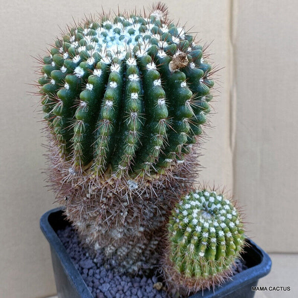 NOTOCACTUS RUTILANS