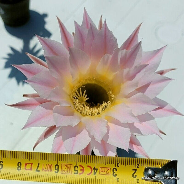 Flower  MaMa Cactus