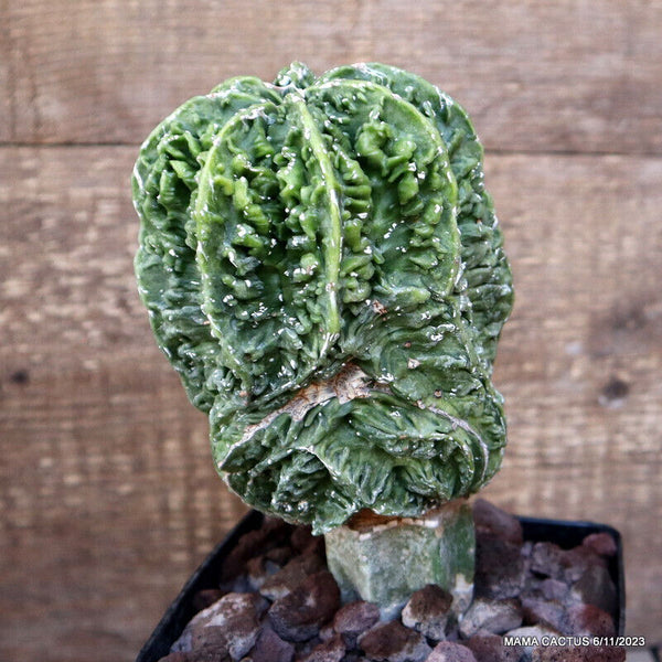 ASTROPHYTUM MYRIOSTIGMA FUKURYU GRAFTED