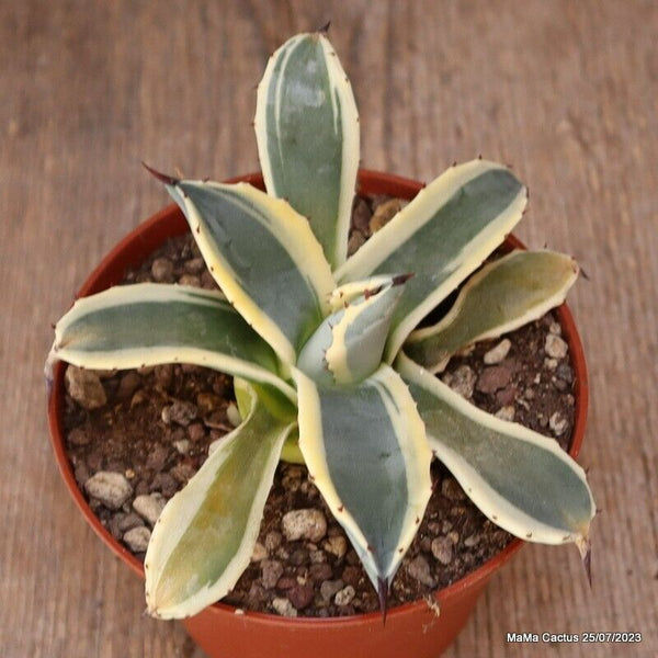 AGAVE APPLANATA CV. CREAM SPIKE
