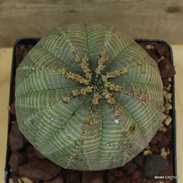 EUPHORBIA OBESA BALL