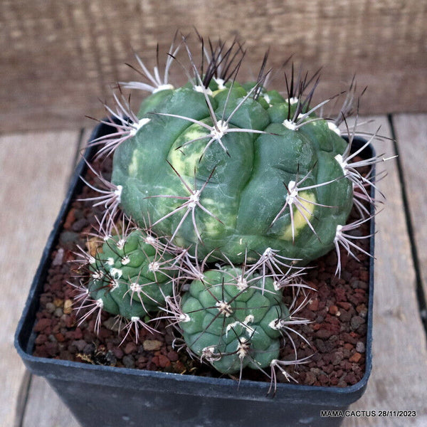 GYMNOCALYCIUM SAGLIONIS VARIEGATED