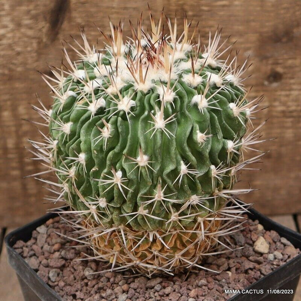 A1791 ECHINOFOSSULOCACTUS MULTICOSTATUS pot12-H13-W11 cm MaMa Cactus