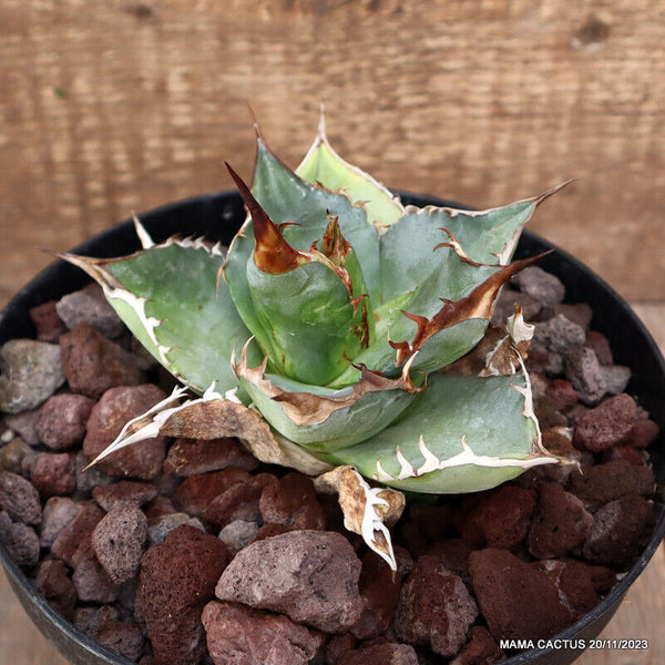 AGAVE TITANOTA