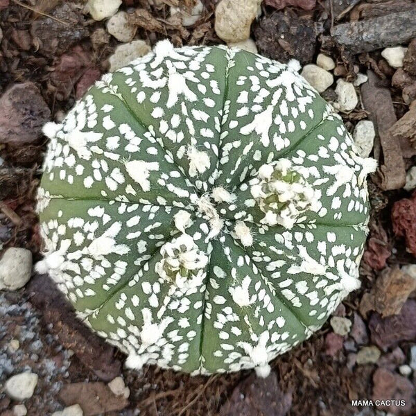 ASTROPHYTUM SUPER KABUTO "V" TYPE