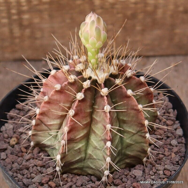 GYMNOCALYCIUM FRIEDRICHII