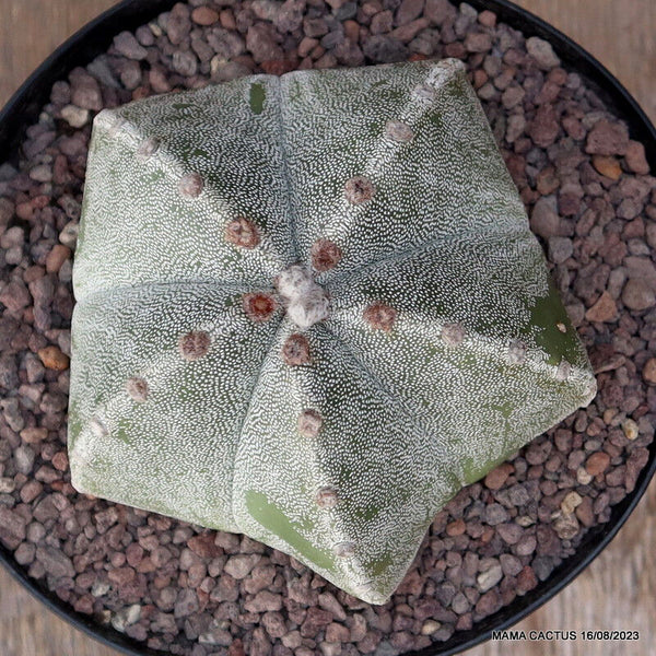 ASTROPHYTUM MYRIOSTIGMA PENTACOSTATUM
