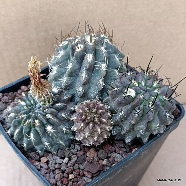 NEOPORTERIA OCCULTA