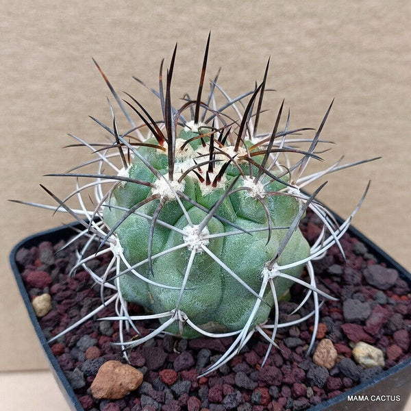 COPIAPOA BRIDGESII