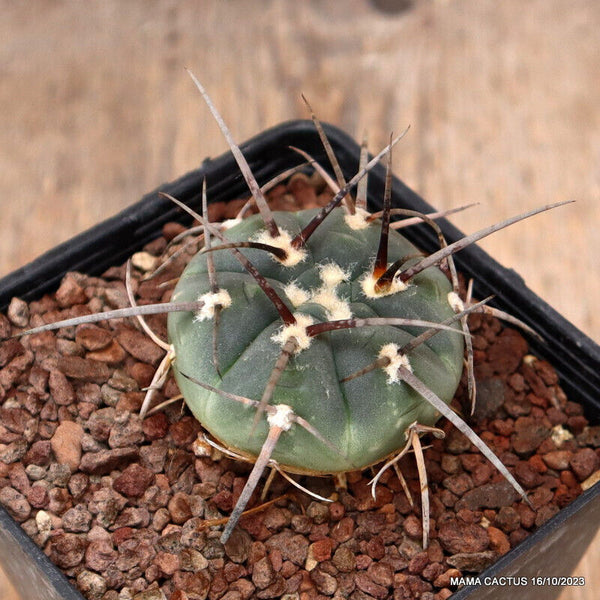 GYMNOCALYCIUM ARMATUM