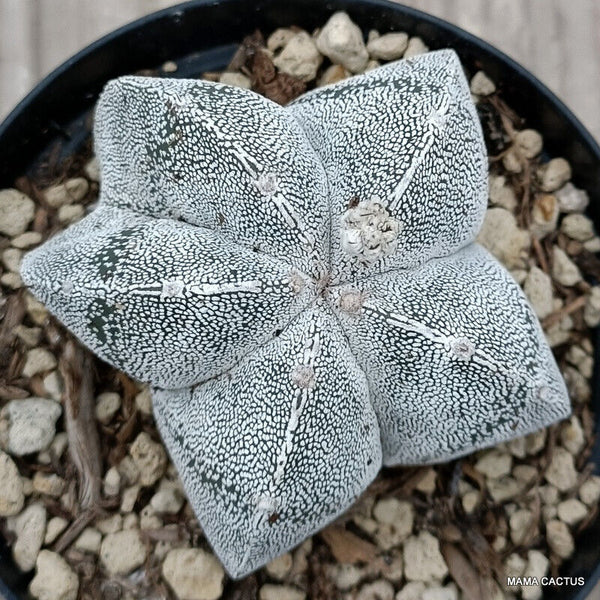 ASTROPHYTUM MYRIOSTIGMA ONZUKA SPECIAL