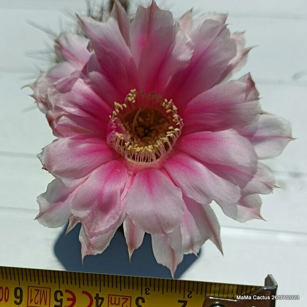 Flower  MaMa Cactus