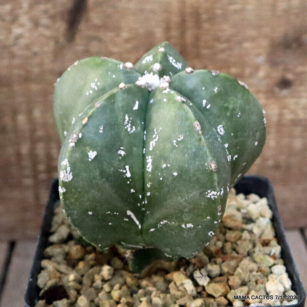 ASTROPHYTUM MYRIOSTIGMA GRAFTED
