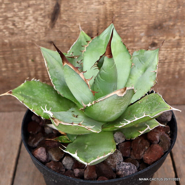 AGAVE TITANOTA