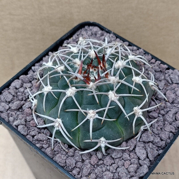 GYMNOCALYCIUM SPEGAZZINII