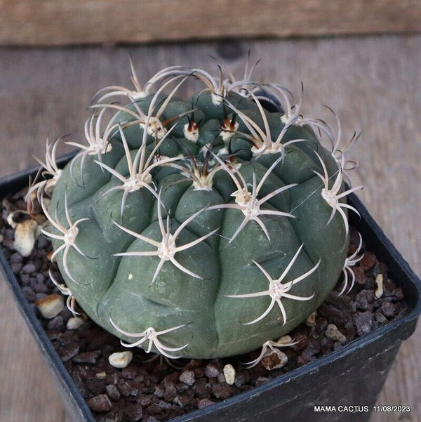 GYMNOCALYCIUM PFLANZII