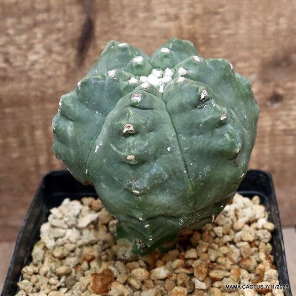 ASTROPHYTUM MYRIOSTIGMA KIKKO GRAFTED