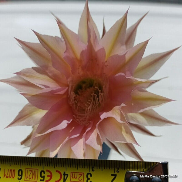 Flower  MaMa Cactus