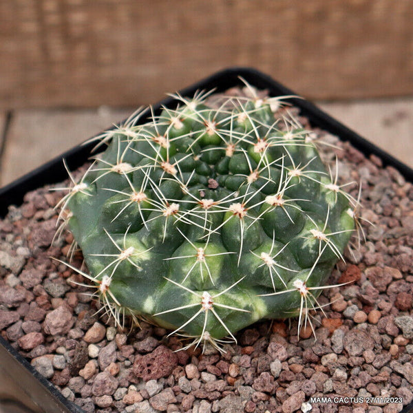 GYMNOCALYCIUM BALDIANUM VARIEGATED